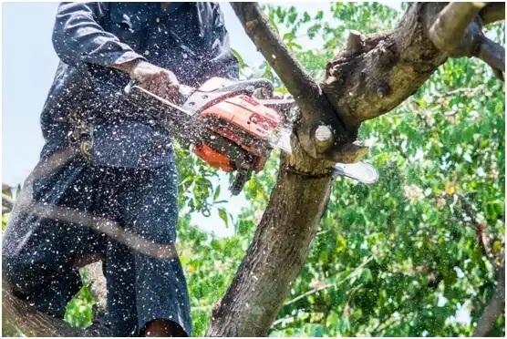 tree services Lander